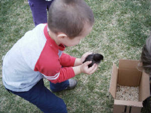 babychicks.JPG